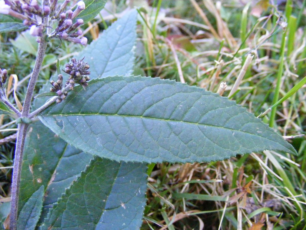 Buddleja davidii